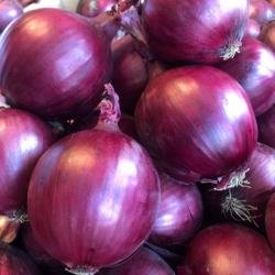 Cebula Redshine F1 250 tys. nasion precyzja st